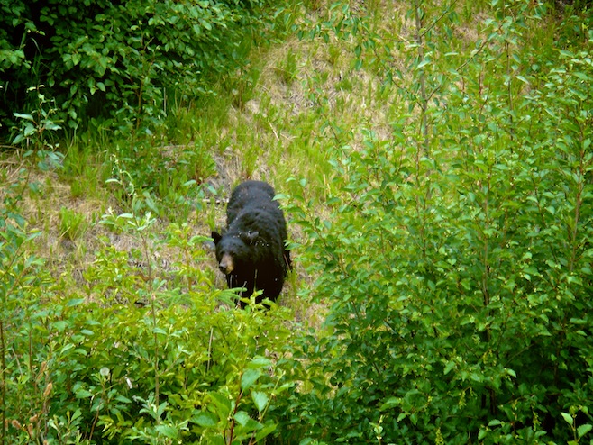 Bear